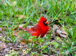 red cardinal in our yard