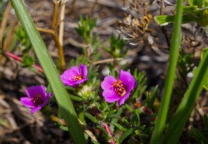 moss rose -even tinier than an eraser on a pencil