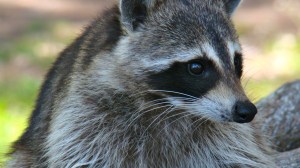 lido key raccoon lido key raccoon