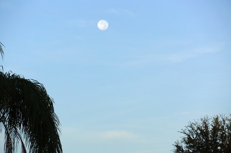 Sarasota Morning Moon - 8/3/2012
