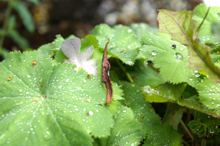 feather offering at Bridget's  Well