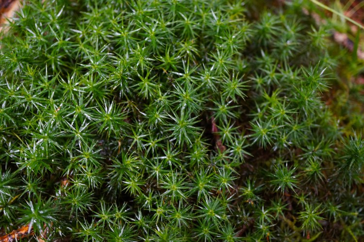 lovely green up high on the mountain