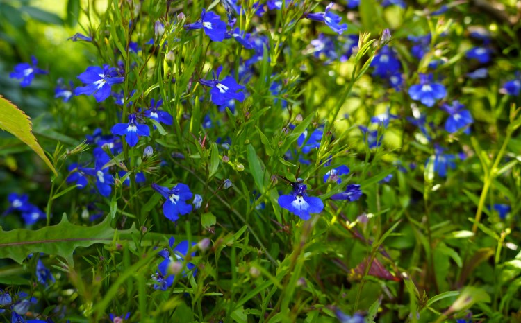flowers on our Kells front porch