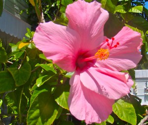Key West hibiscus Key West hibiscus