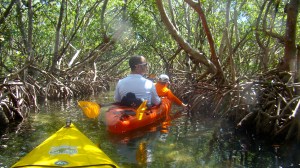 paddling the mangroves paddling among the mangroves