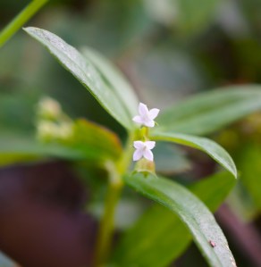tiny white flowers another view