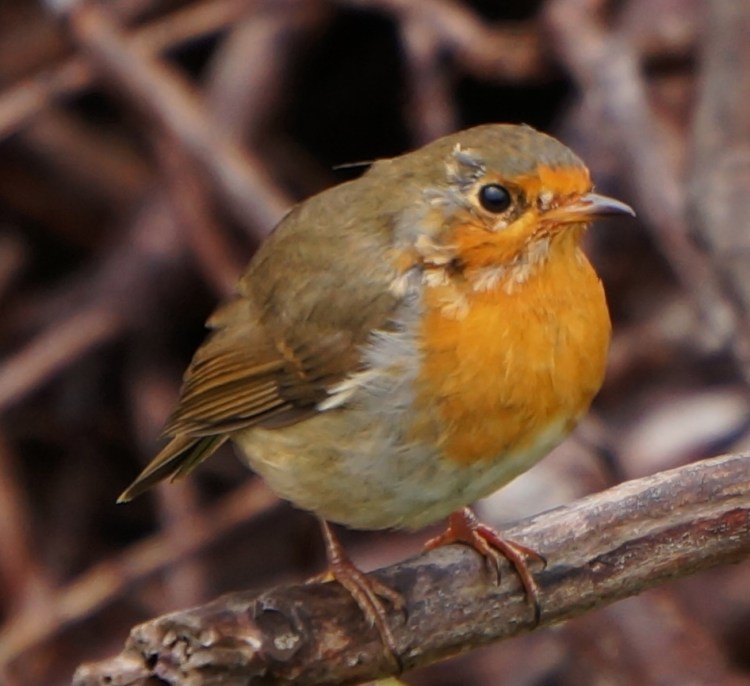 bird in the Kells garden