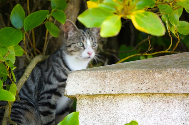Howth kitten guarding the gate