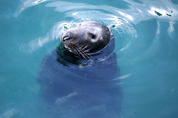 Howth seal