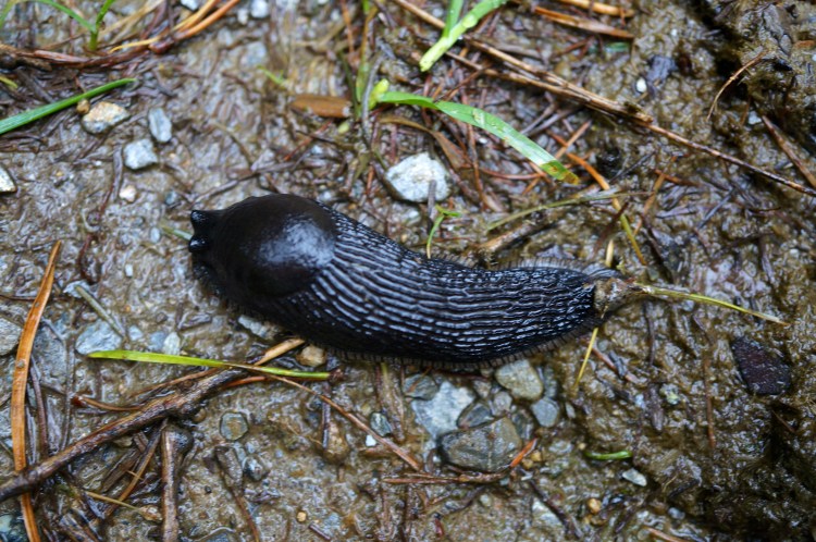 garden slug