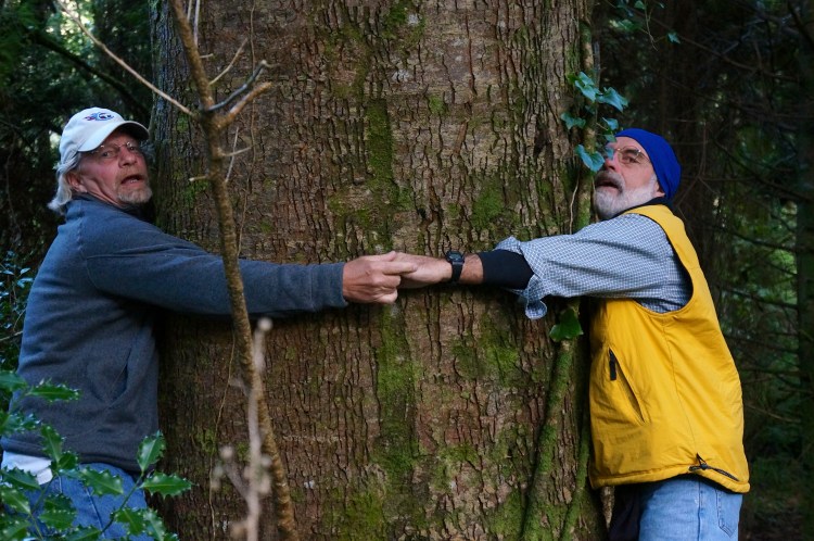 the girth of the tree