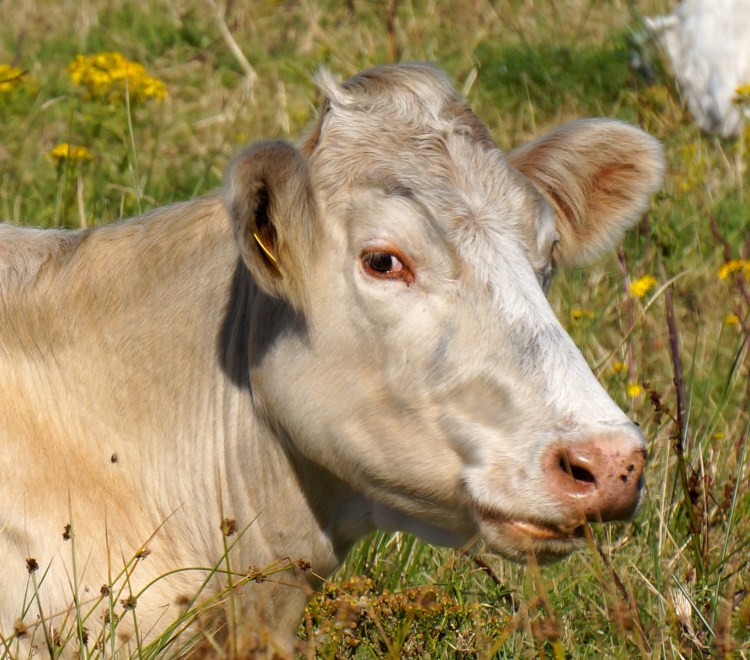 eyeing you from Kells