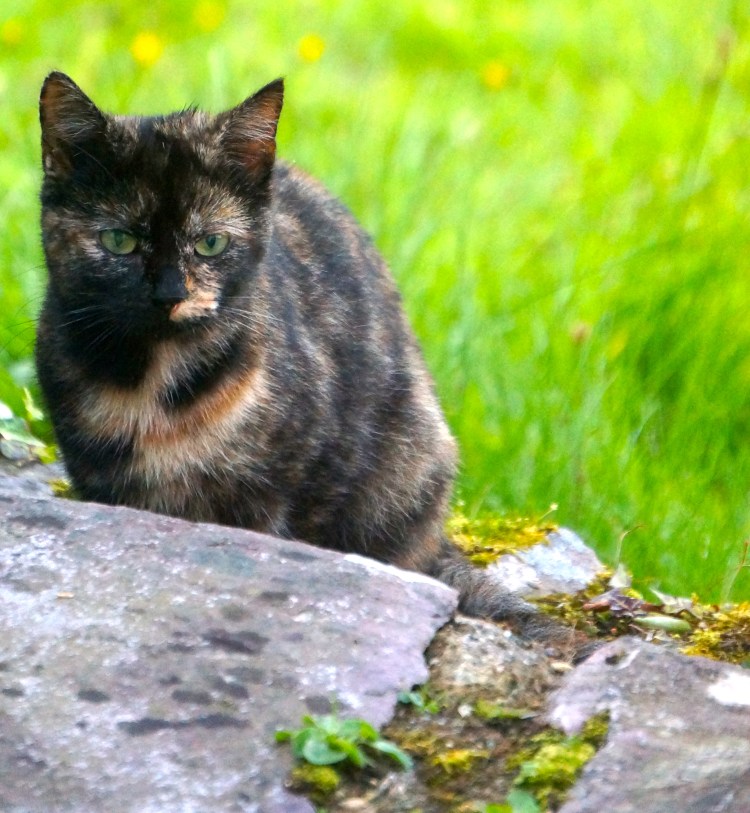 cat who visit us daily in Kells