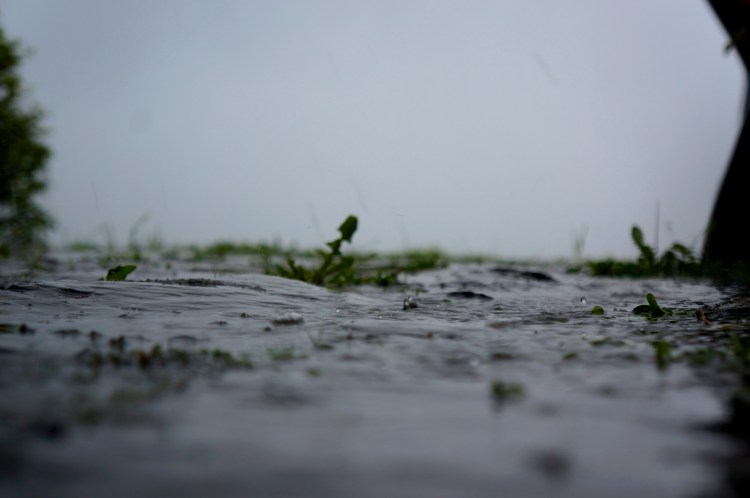 raindrops in the morning