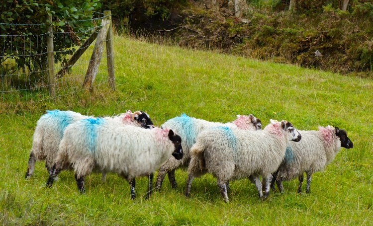 from Agnes & John's farm