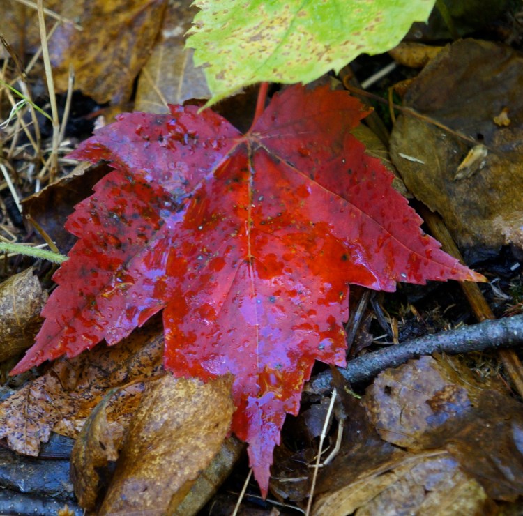 red leaf of fall - 2012 - Duluth