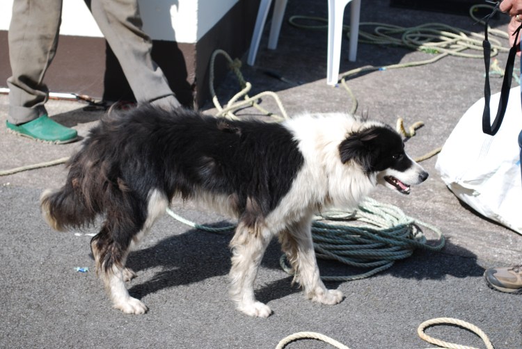 Jeremiah's dog - Kells