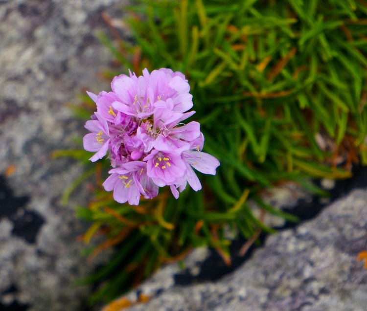 lone flower on the point