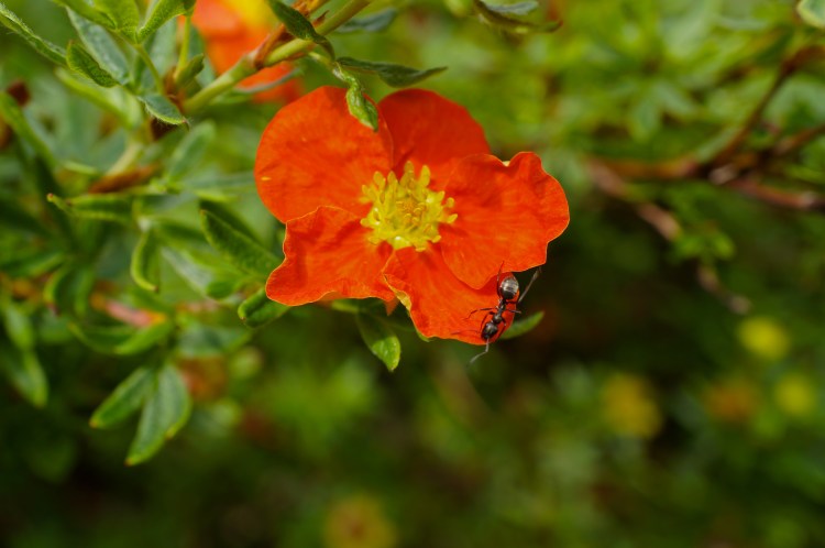 orange flower with ant