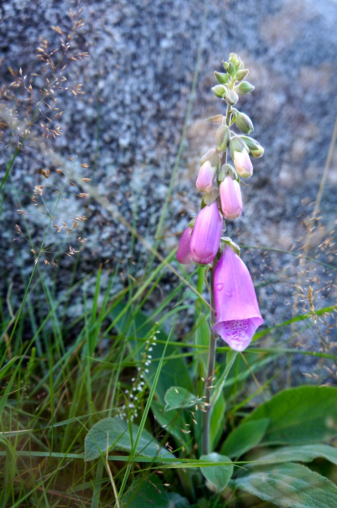 purple flower with tears of rain