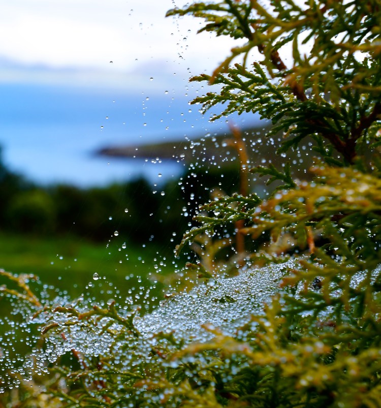 spider web with rain drops
