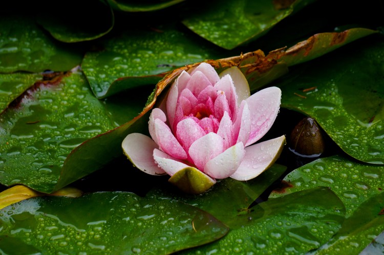 water lilly