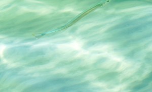 needlefish at knee-depth in clear aqua Gulf water