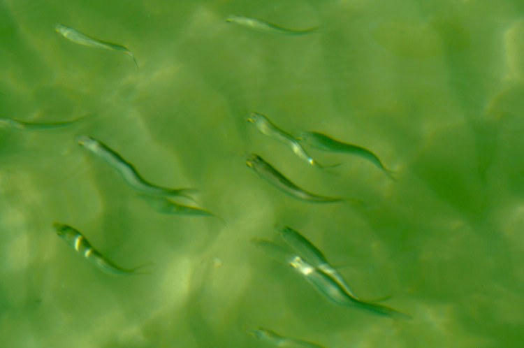 light play with just one of the many schools of fish swimming among the people