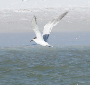 bird diving at siesta
