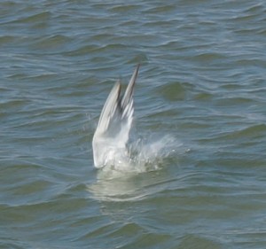 diving bird