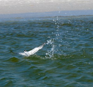 getting free of the water