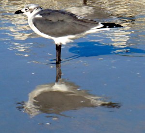 the magic of reflection