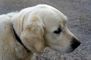 Kerry Woolen Mill dog, Missy
