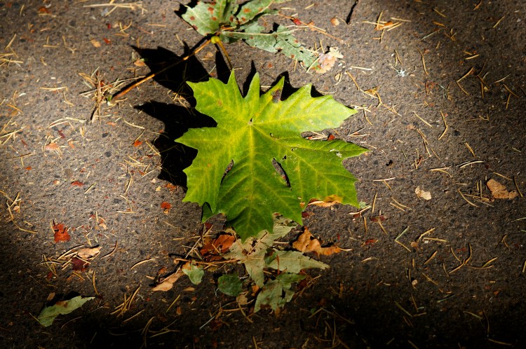 October Oregon leaf