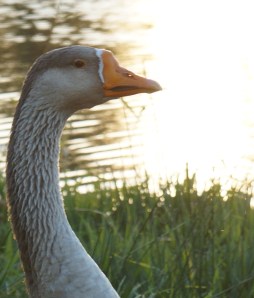 one big honkin' goose
