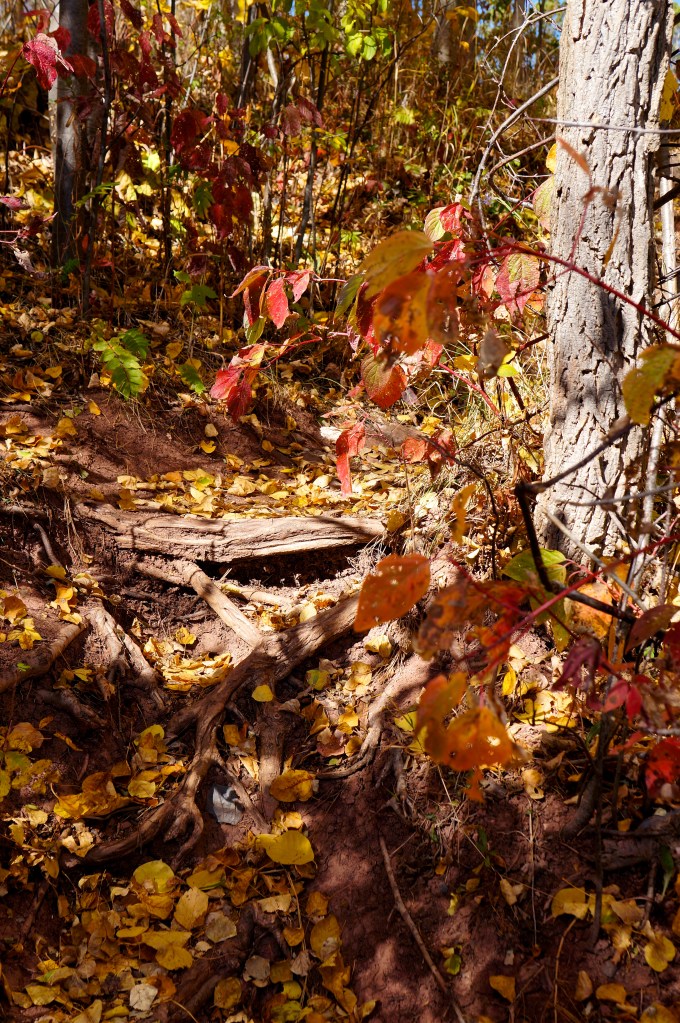 Pathway in the leaves of Fall
