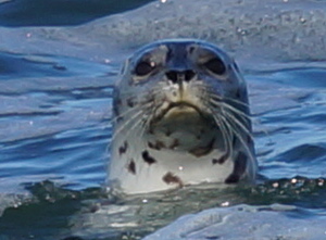 seal - yachats