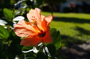 hibiscus at St. Andrew