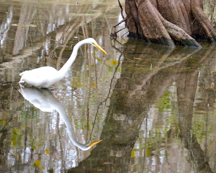 Egret looking, Big Cypress National Preserve, the Everglades