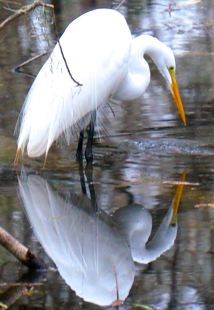 Egret, a closer view