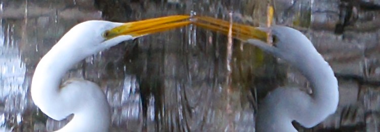 egret tasting, sideways