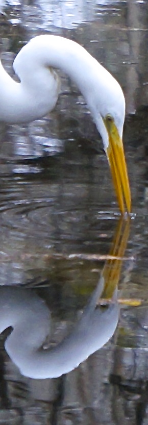 egret tasting, portrait