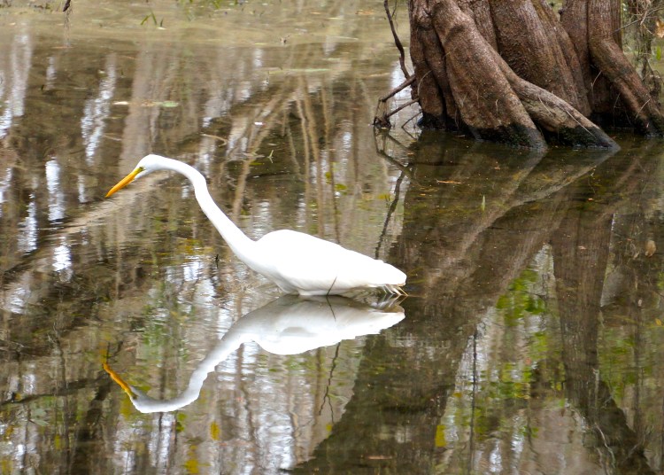 egret, the other way