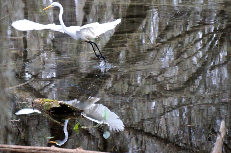 egret, taking flight