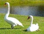 Two beautiful swans near the Publix protest on December 16, 2012, Longboat Key