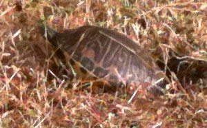 twin lakes turtle