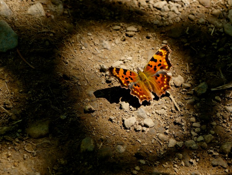 light, shadow, and monarch in visual converation