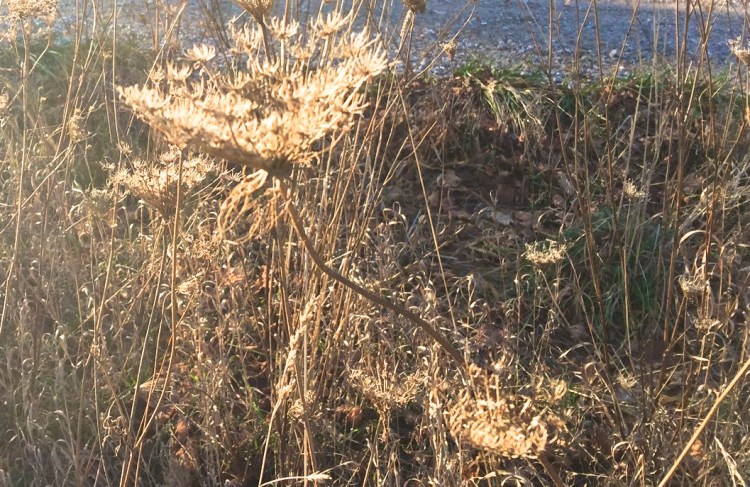 Shimmering died flowers by the roadside at the 45th parallel - November 28, 2015.jpg